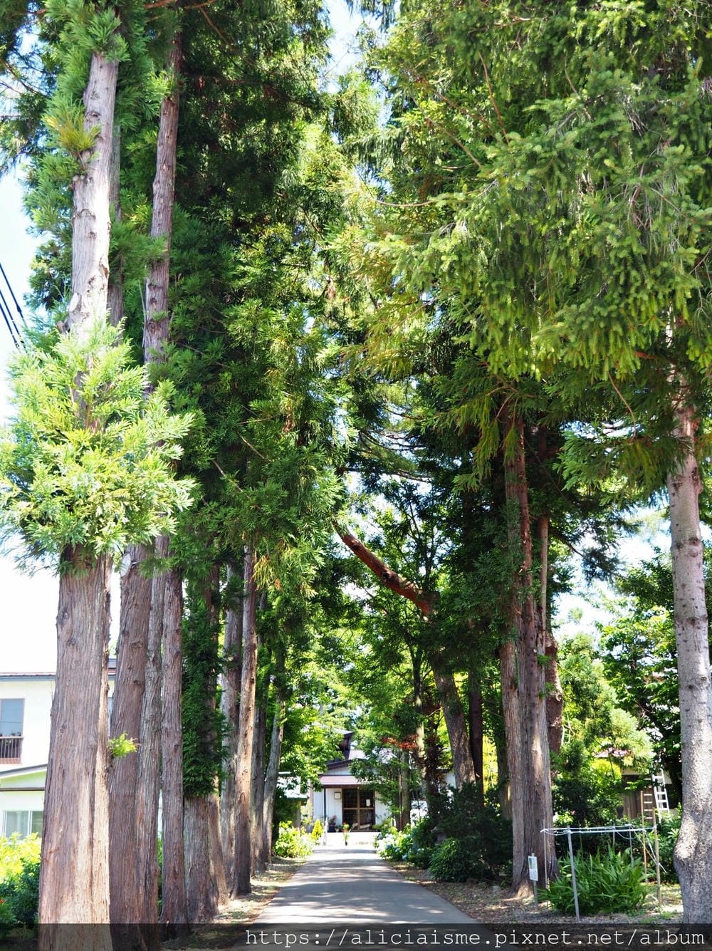 【秋田縣】美鄉町「六鄉湧水群散策」，享用名水豆腐餐、喝古早味蘇打水，炎夏裡的真正透心涼