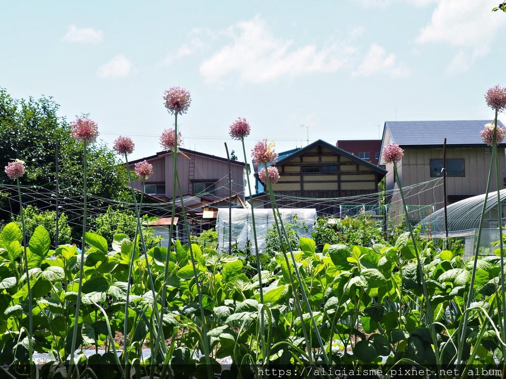 【秋田縣】美鄉町「六鄉湧水群散策」，享用名水豆腐餐、喝古早味蘇打水，炎夏裡的真正透心涼