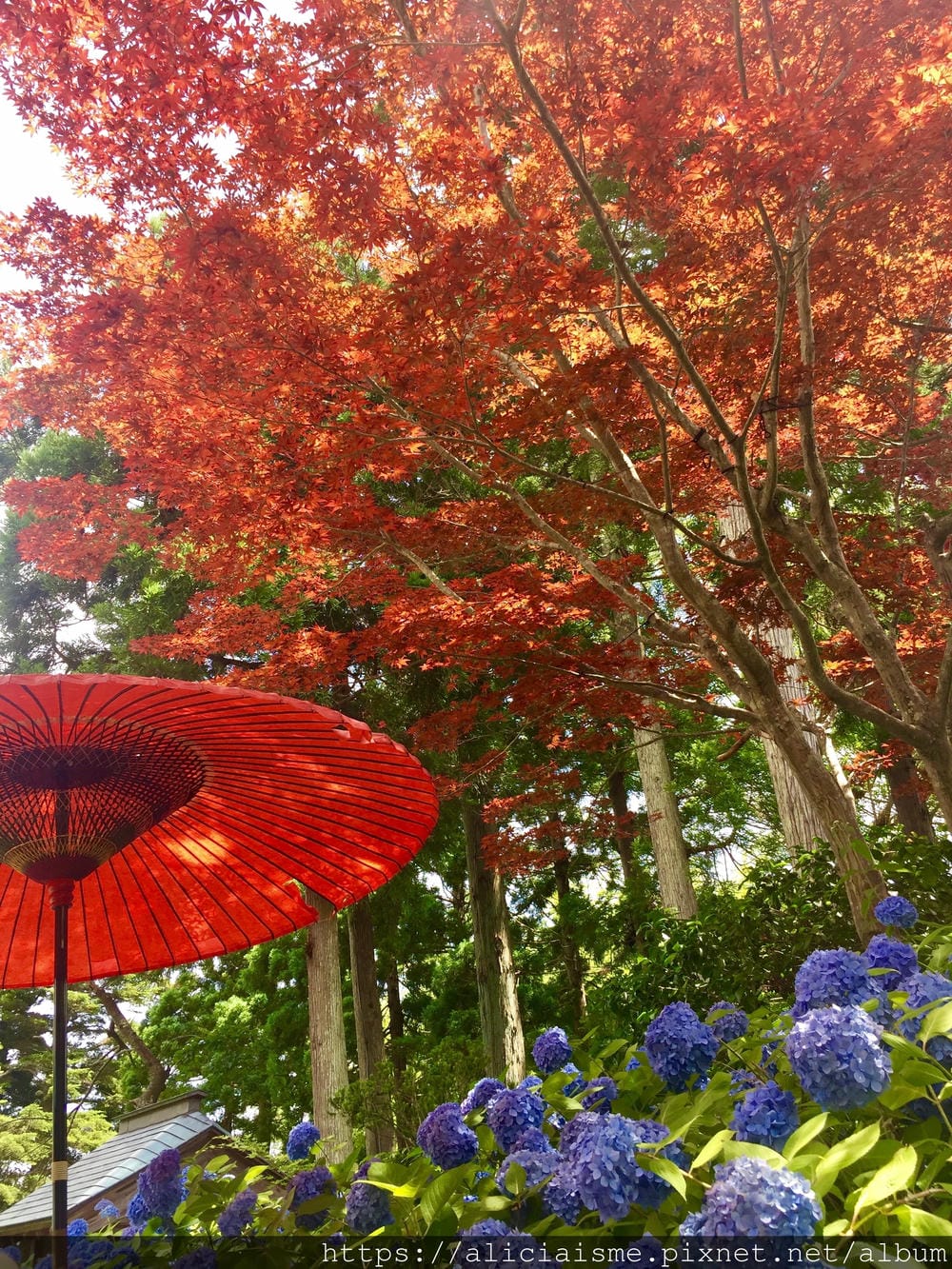 【秋田縣】男鹿半島:「雲昌寺」裡滿溢到日本海的紫陽花絕景、里山咖啡「ににぎ」(含花期、交通方式,期間限定巴士)
