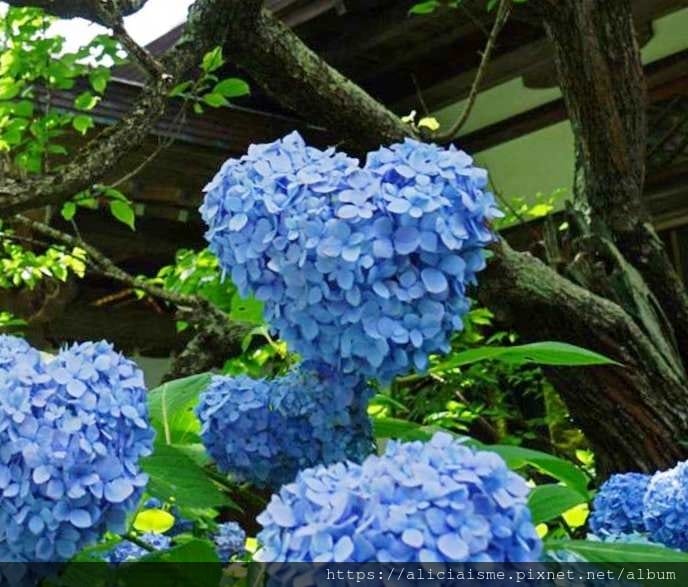 【秋田縣】男鹿半島:「雲昌寺」裡滿溢到日本海的紫陽花絕景、里山咖啡「ににぎ」(含花期、交通方式,期間限定巴士)