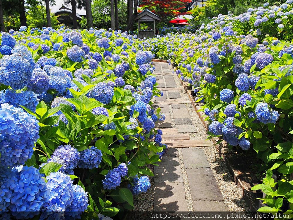 【秋田縣】男鹿半島:「雲昌寺」裡滿溢到日本海的紫陽花絕景、里山咖啡「ににぎ」(含花期、交通方式,期間限定巴士)