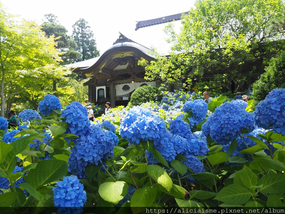 【秋田縣】男鹿半島:「雲昌寺」裡滿溢到日本海的紫陽花絕景、里山咖啡「ににぎ」(含花期、交通方式,期間限定巴士)
