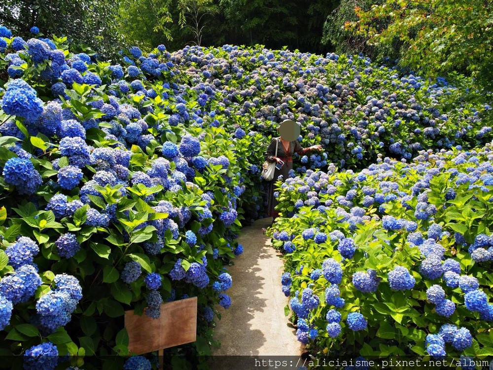 【秋田縣】男鹿半島:「雲昌寺」裡滿溢到日本海的紫陽花絕景、里山咖啡「ににぎ」(含花期、交通方式,期間限定巴士)