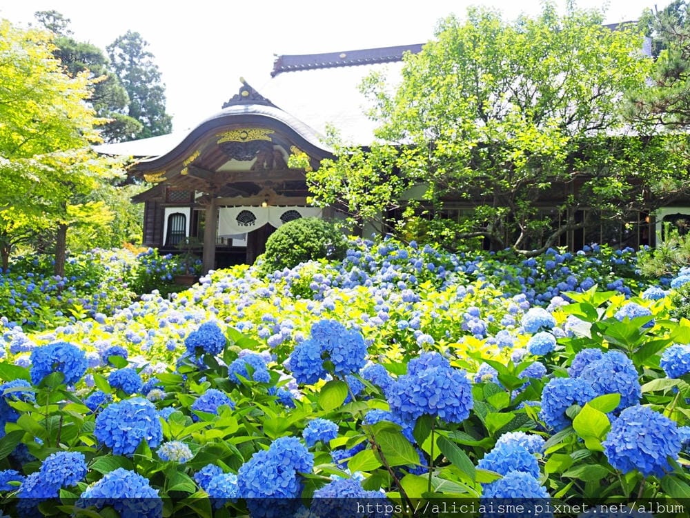【秋田縣】男鹿半島:「雲昌寺」裡滿溢到日本海的紫陽花絕景、里山咖啡「ににぎ」(含花期、交通方式,期間限定巴士)
