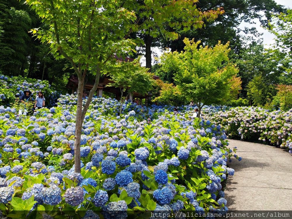 【秋田縣】男鹿半島:「雲昌寺」裡滿溢到日本海的紫陽花絕景、里山咖啡「ににぎ」(含花期、交通方式,期間限定巴士)