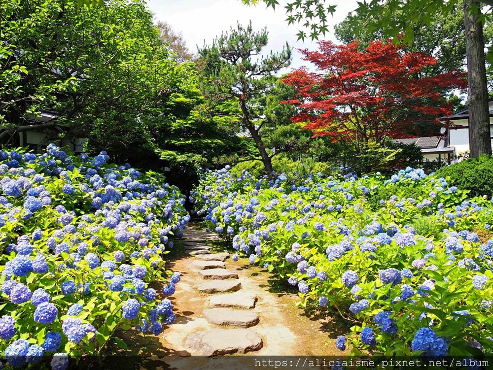 【秋田縣】男鹿半島:「雲昌寺」裡滿溢到日本海的紫陽花絕景、里山咖啡「ににぎ」(含花期、交通方式,期間限定巴士)