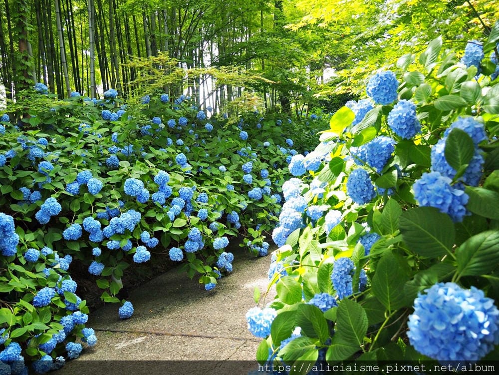 【秋田縣】男鹿半島:「雲昌寺」裡滿溢到日本海的紫陽花絕景、里山咖啡「ににぎ」(含花期、交通方式,期間限定巴士)