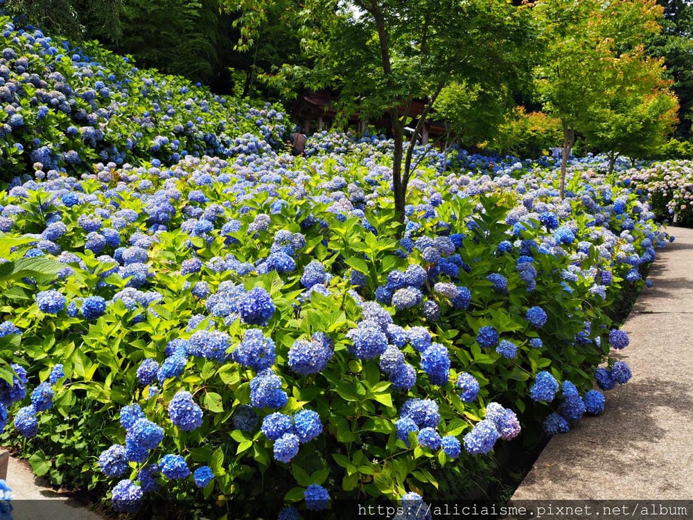 【秋田縣】男鹿半島:「雲昌寺」裡滿溢到日本海的紫陽花絕景、里山咖啡「ににぎ」(含花期、交通方式,期間限定巴士)