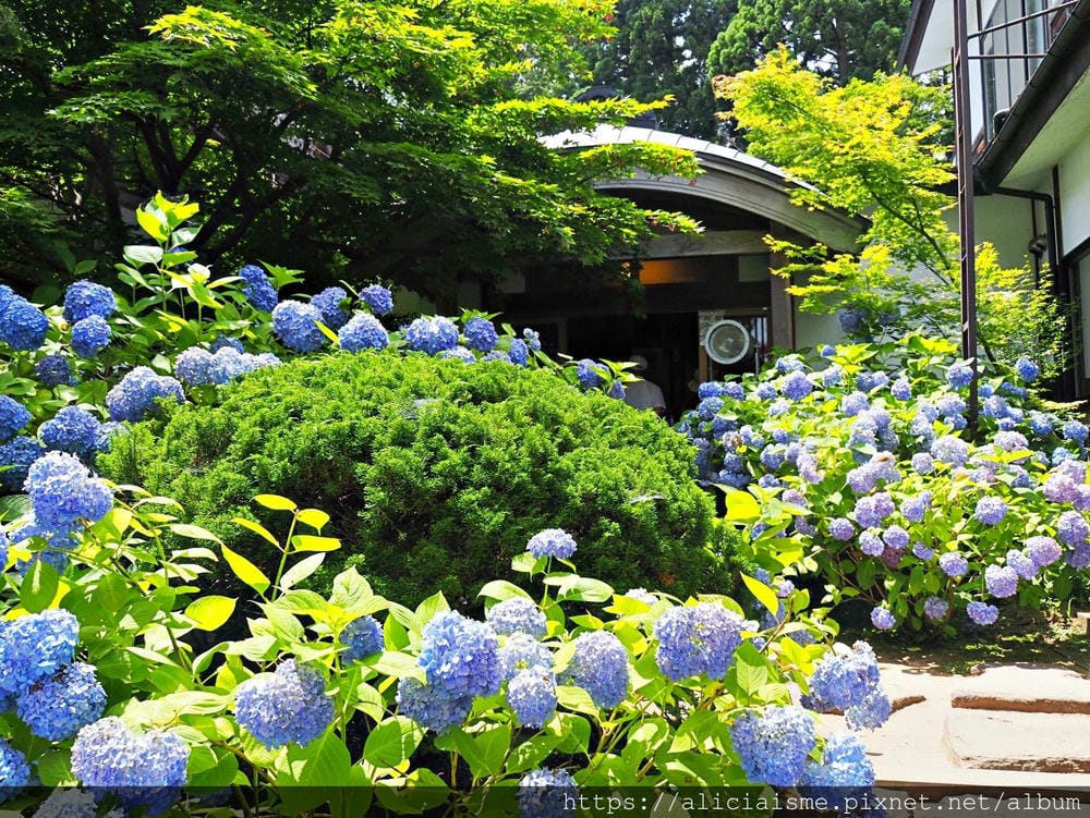 【秋田縣】男鹿半島:「雲昌寺」裡滿溢到日本海的紫陽花絕景、里山咖啡「ににぎ」(含花期、交通方式,期間限定巴士)