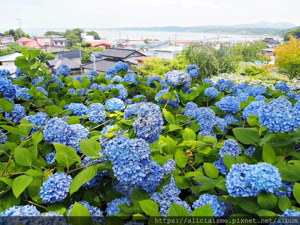 【秋田縣】男鹿半島:「雲昌寺」裡滿溢到日本海的紫陽花絕景、里山咖啡「ににぎ」(含花期、交通方式,期間限定巴士)