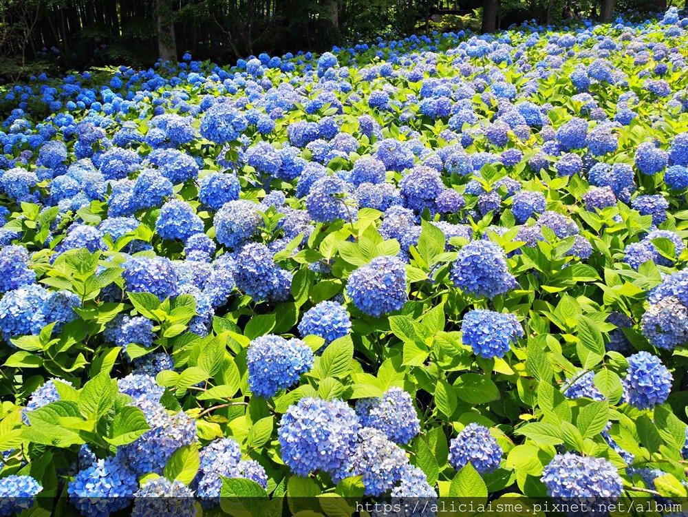 【秋田縣】男鹿半島:「雲昌寺」裡滿溢到日本海的紫陽花絕景、里山咖啡「ににぎ」(含花期、交通方式,期間限定巴士)