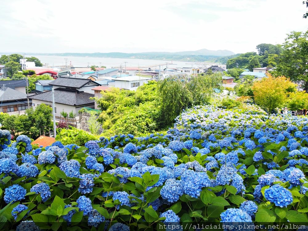【秋田縣】男鹿半島:「雲昌寺」裡滿溢到日本海的紫陽花絕景、里山咖啡「ににぎ」(含花期、交通方式,期間限定巴士)