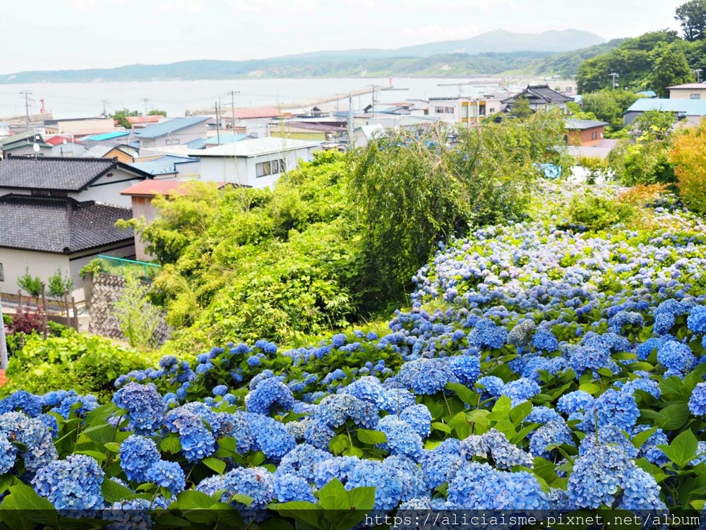 【秋田縣】男鹿半島:「雲昌寺」裡滿溢到日本海的紫陽花絕景、里山咖啡「ににぎ」(含花期、交通方式,期間限定巴士)