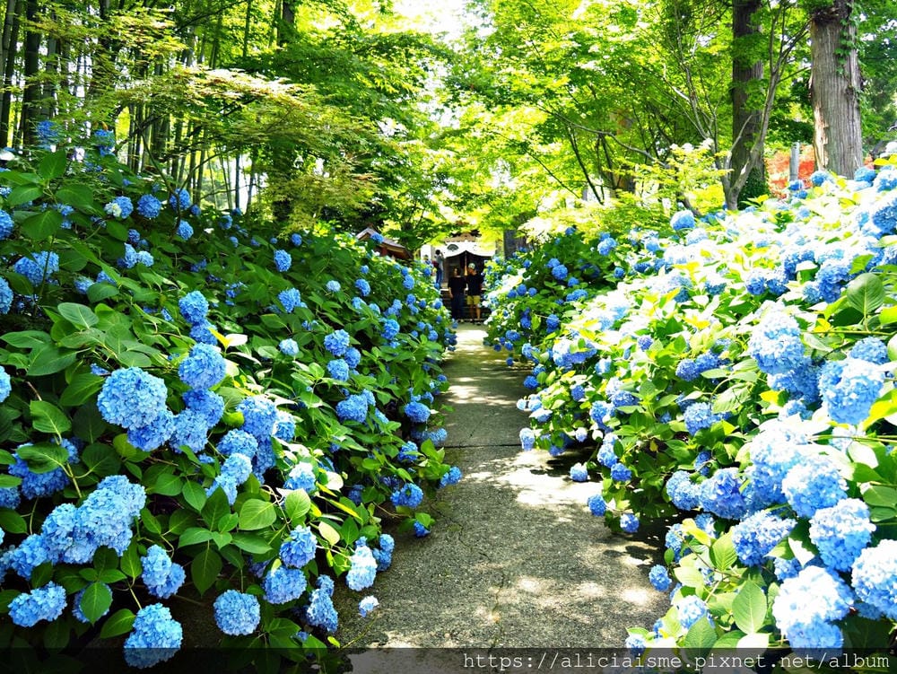 【秋田縣】男鹿半島:「雲昌寺」裡滿溢到日本海的紫陽花絕景、里山咖啡「ににぎ」(含花期、交通方式,期間限定巴士)