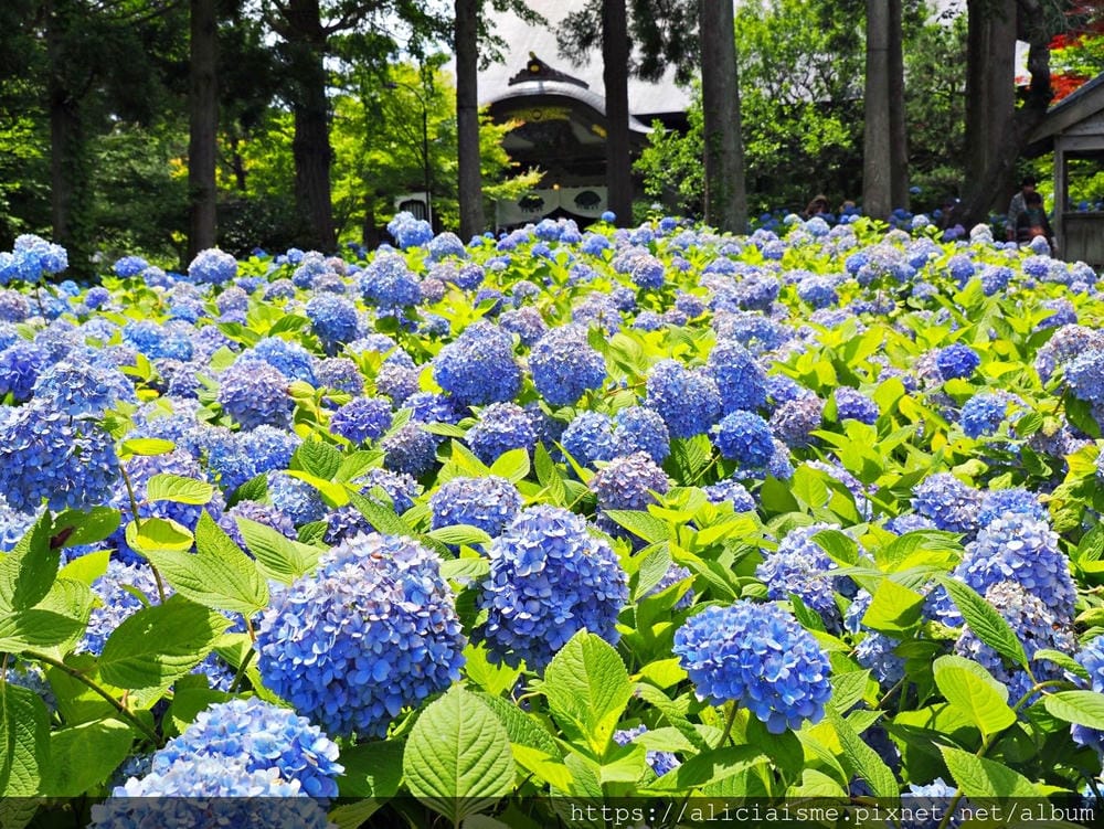 【秋田縣】男鹿半島:「雲昌寺」裡滿溢到日本海的紫陽花絕景、里山咖啡「ににぎ」(含花期、交通方式,期間限定巴士)