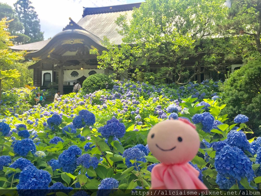 【秋田縣】男鹿半島:「雲昌寺」裡滿溢到日本海的紫陽花絕景、里山咖啡「ににぎ」(含花期、交通方式,期間限定巴士)