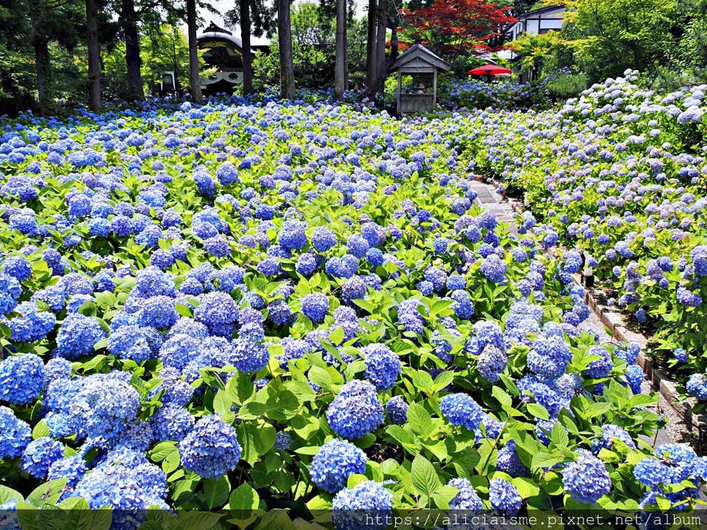 【秋田縣】男鹿半島:「雲昌寺」裡滿溢到日本海的紫陽花絕景、里山咖啡「ににぎ」(含花期、交通方式,期間限定巴士)