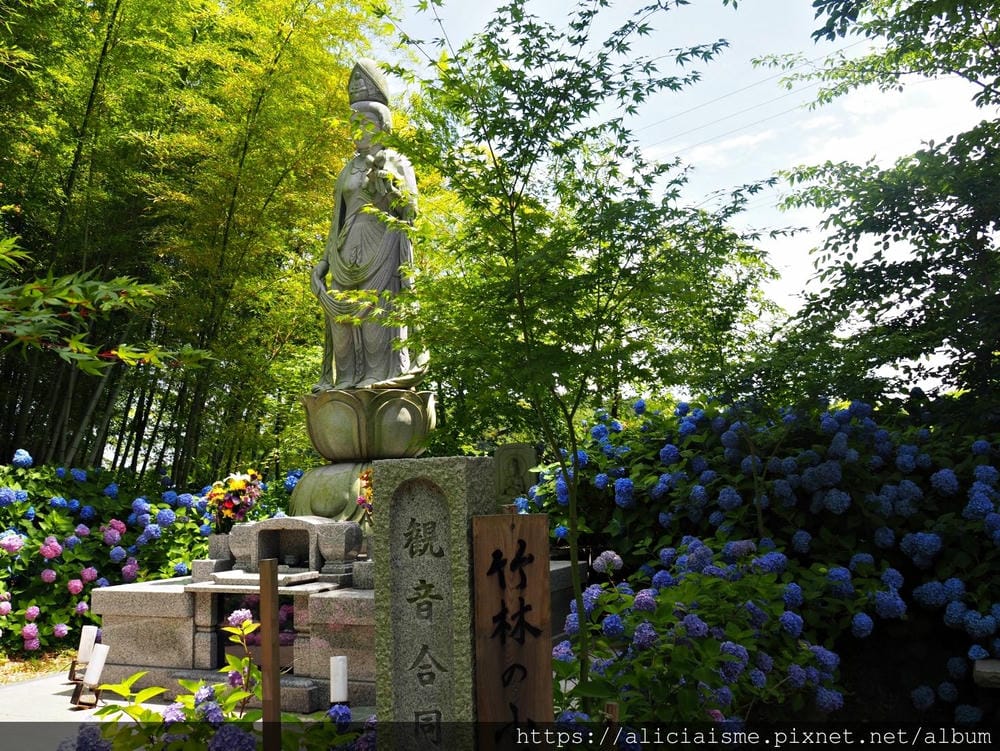 【秋田縣】男鹿半島:「雲昌寺」裡滿溢到日本海的紫陽花絕景、里山咖啡「ににぎ」(含花期、交通方式,期間限定巴士)