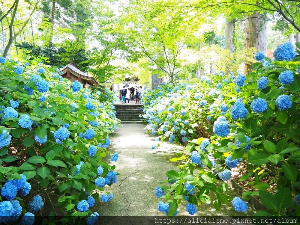 【秋田縣】男鹿半島:「雲昌寺」裡滿溢到日本海的紫陽花絕景、里山咖啡「ににぎ」(含花期、交通方式,期間限定巴士)