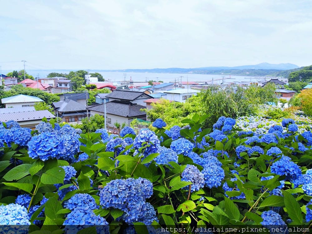 【秋田縣】男鹿半島:「雲昌寺」裡滿溢到日本海的紫陽花絕景、里山咖啡「ににぎ」(含花期、交通方式,期間限定巴士)