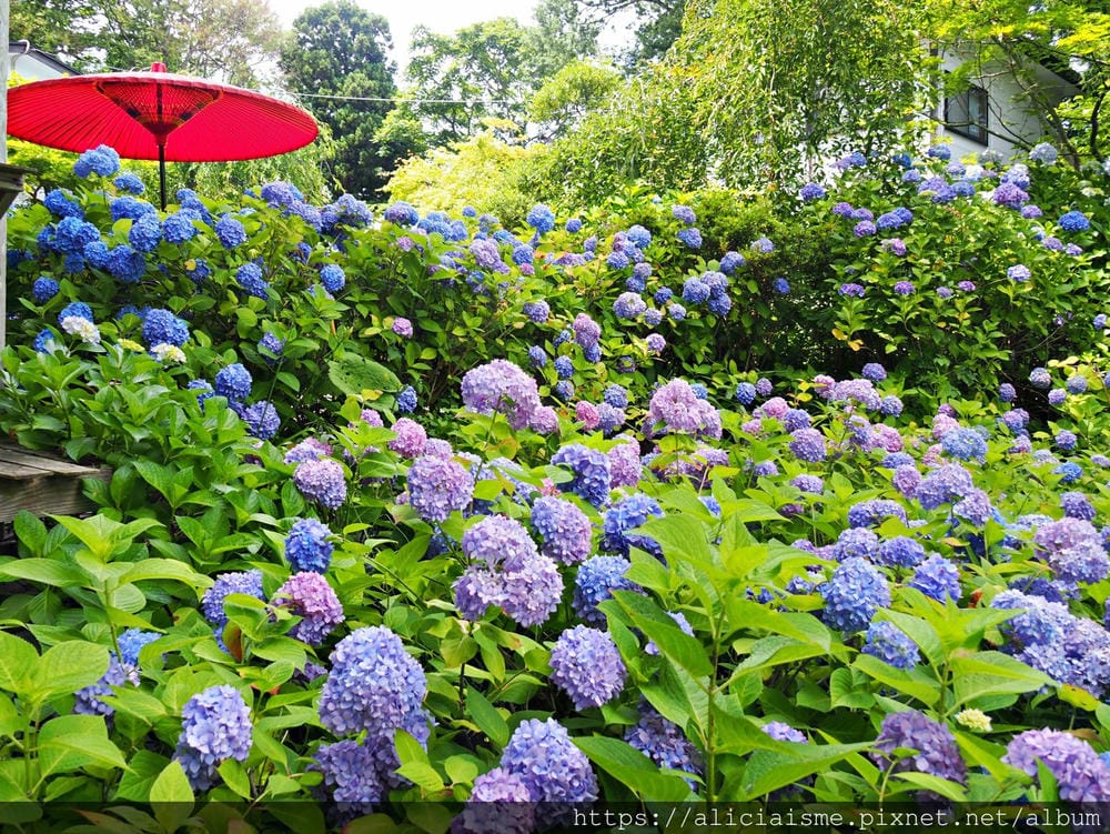 【秋田縣】男鹿半島:「雲昌寺」裡滿溢到日本海的紫陽花絕景、里山咖啡「ににぎ」(含花期、交通方式,期間限定巴士)