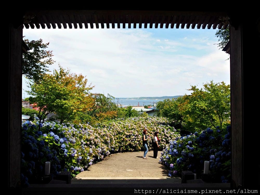 【秋田縣】男鹿半島:「雲昌寺」裡滿溢到日本海的紫陽花絕景、里山咖啡「ににぎ」(含花期、交通方式,期間限定巴士)