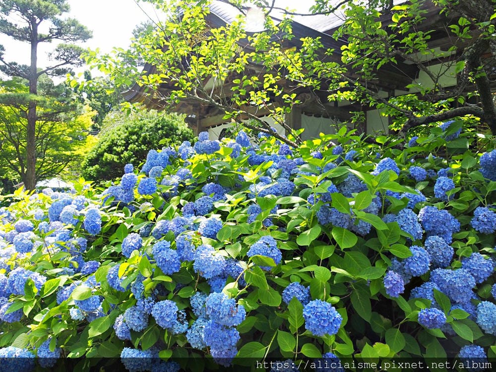 【秋田縣】男鹿半島:「雲昌寺」裡滿溢到日本海的紫陽花絕景、里山咖啡「ににぎ」(含花期、交通方式,期間限定巴士)