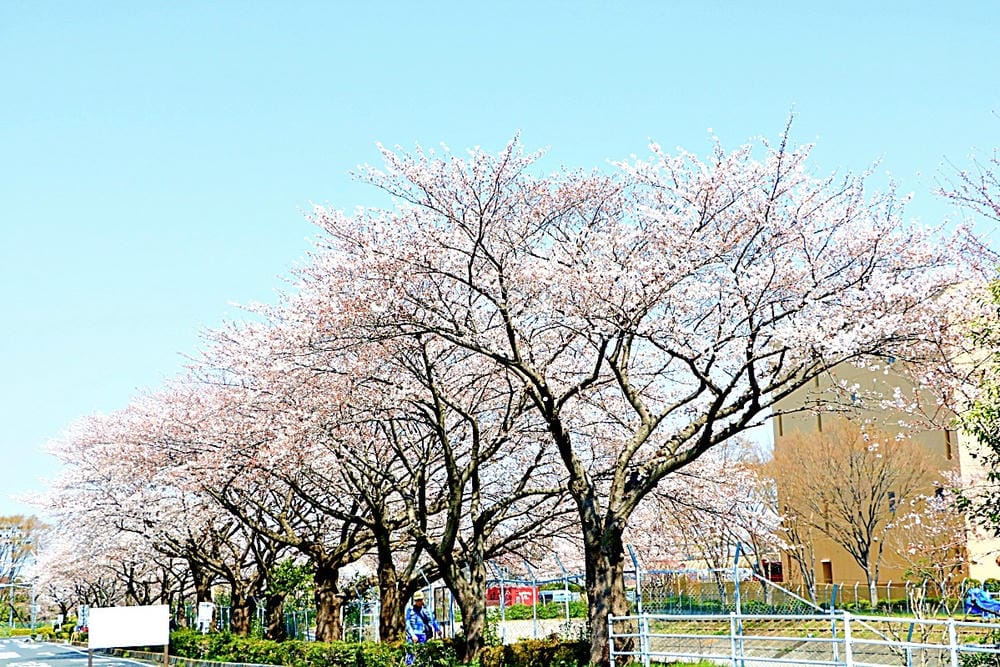 batch_IMG_2451