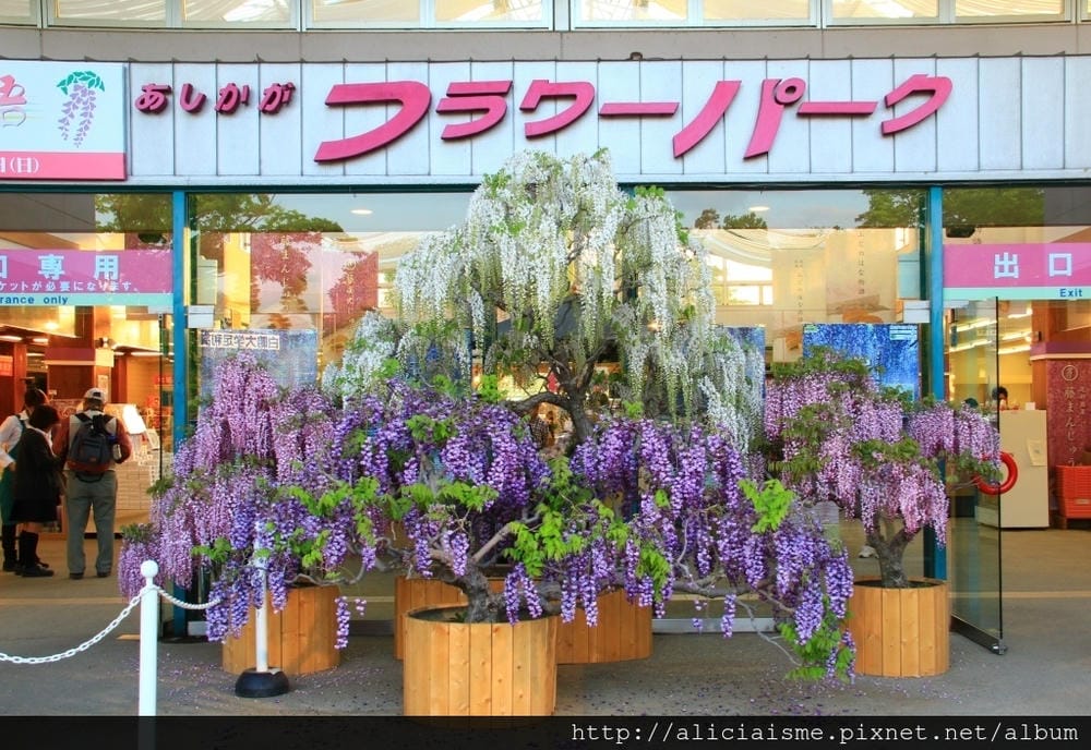 【栃木縣】（2023更新）足利紫藤公園~飛舞的紫蝶，入選CN