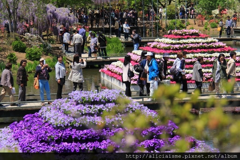 【栃木縣】（2023更新）足利紫藤公園~飛舞的紫蝶，入選CN