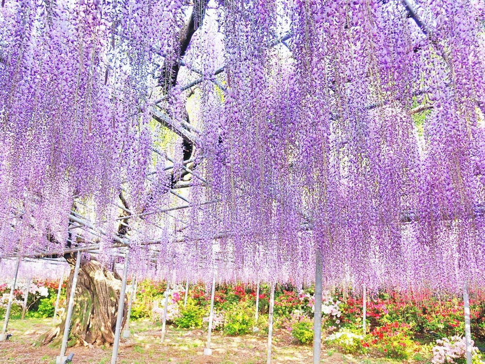 【栃木縣】（2023更新）足利紫藤公園~飛舞的紫蝶，入選CN
