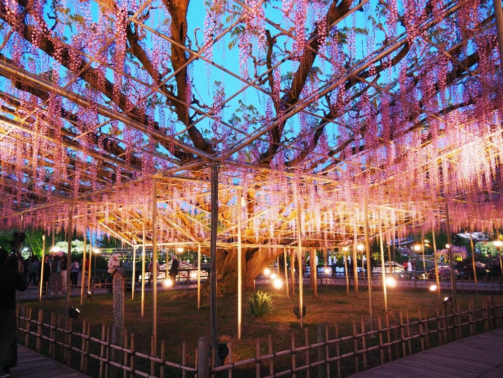 【栃木縣】（2023更新）足利紫藤公園~飛舞的紫蝶，入選CN