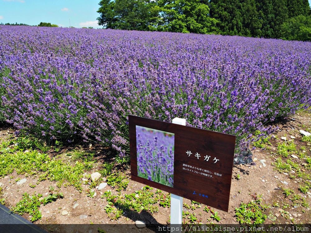 【秋田縣】（2023推出合乘巴士）美鄉町薰衣草園：徜徉在紫、白花海的初夏風情裡