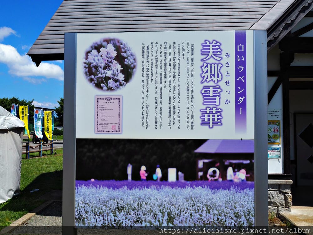 【秋田縣】（2023推出合乘巴士）美鄉町薰衣草園：徜徉在紫、白花海的初夏風情裡
