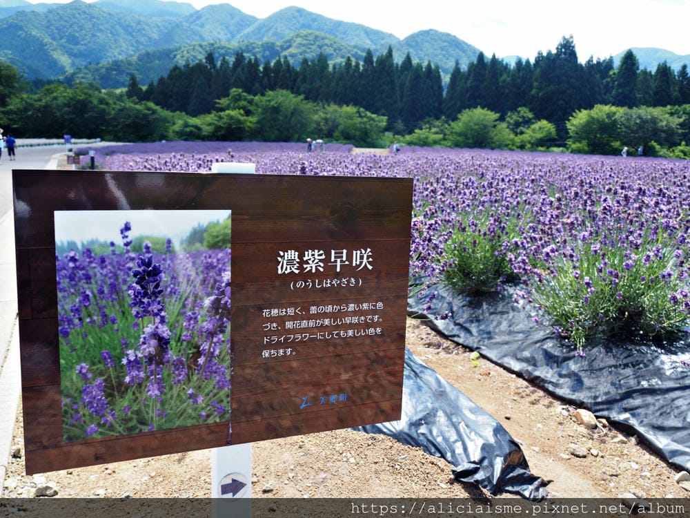 【秋田縣】（2023推出合乘巴士）美鄉町薰衣草園：徜徉在紫、白花海的初夏風情裡