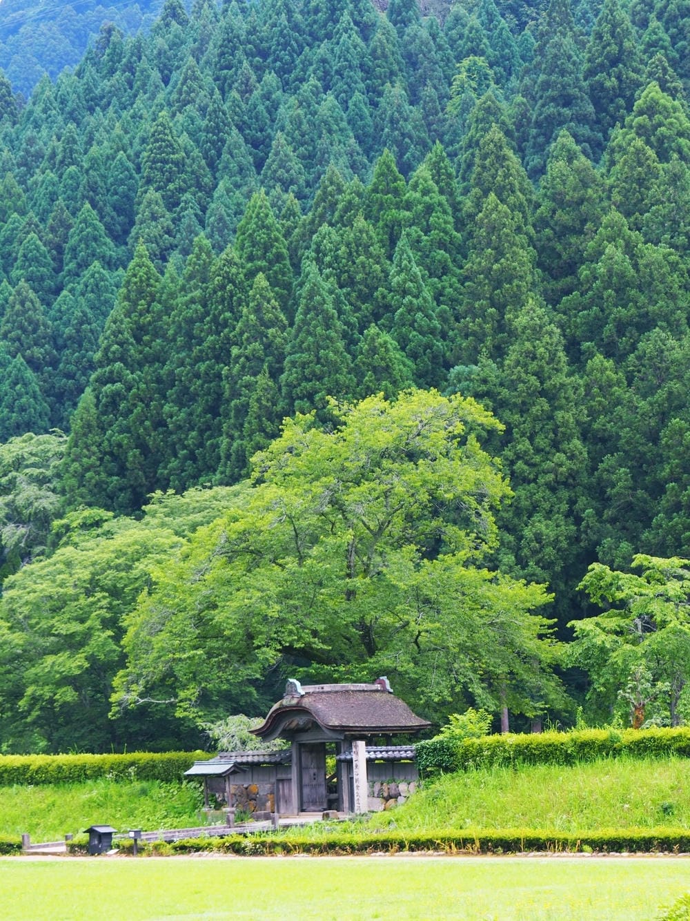 【福井縣】一乘谷站:日本龐貝城再現,來一趟規模最大的中世紀一 【福井縣】一乘谷站:日本龐貝城再現,來一趟規模最大的中世紀一