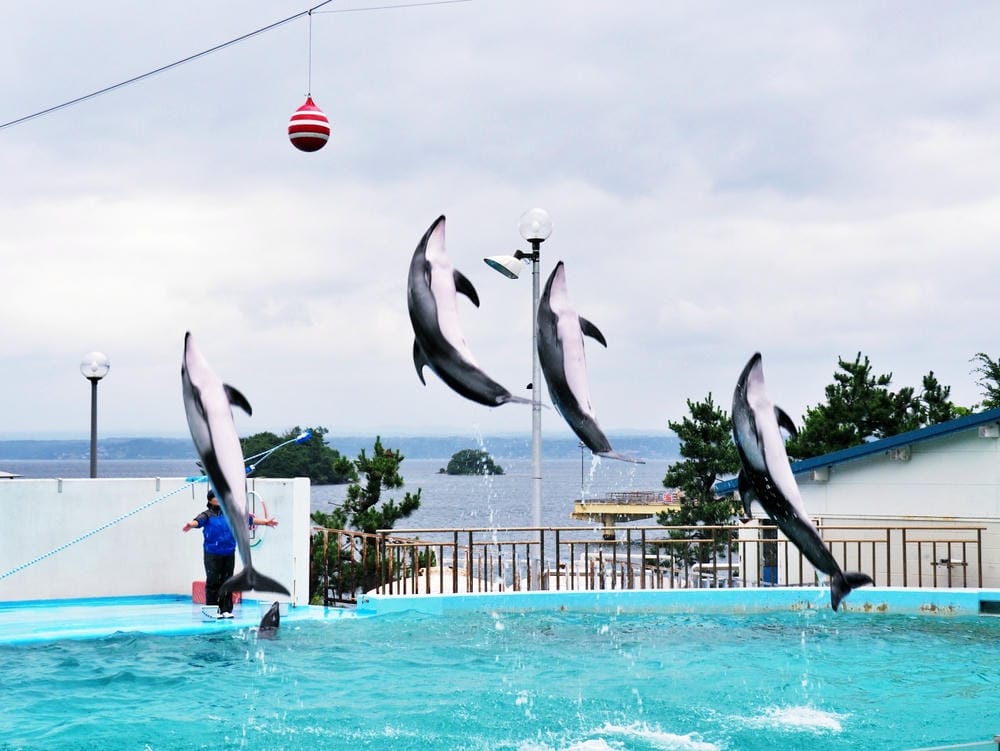 【石川縣 | 和倉溫泉】千年溫泉鄉裡的藍色旅行：能登島X和倉