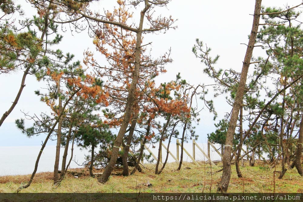 【富山縣 | 雨晴海岸】（2023更新）純白的道之驛「雨晴」