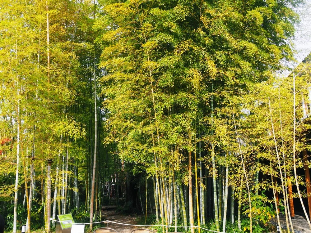 【岡山縣】(2023-2024關西+岡山+倉敷超值票券)一日 【岡山縣】(2023-2024關西+岡山+倉敷超值票券)一日