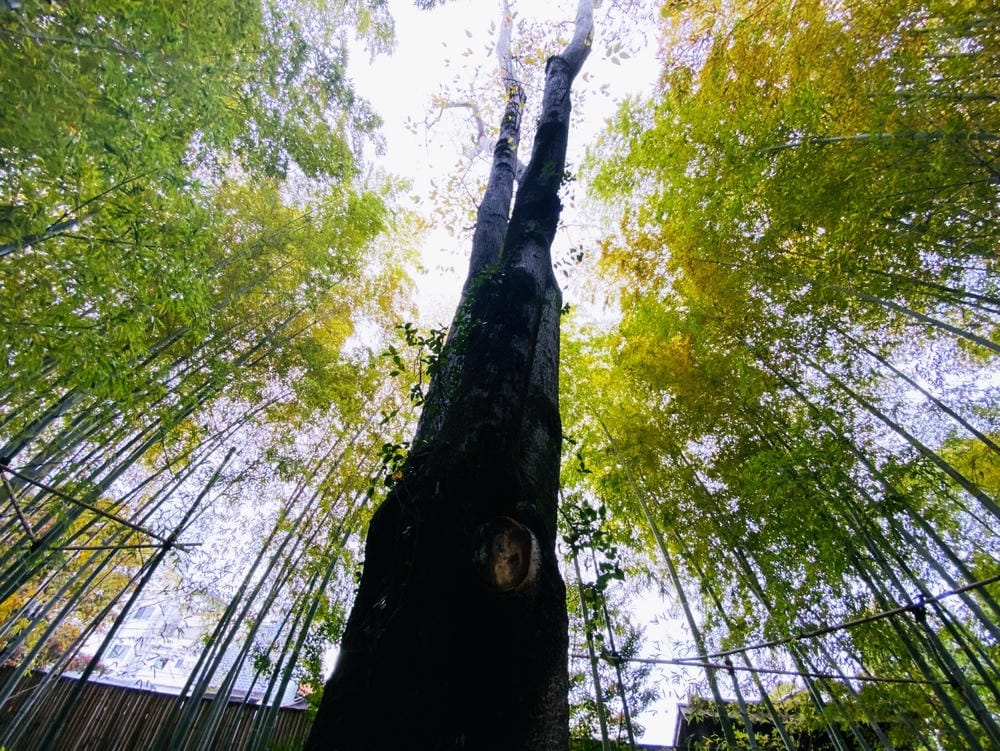 【岡山縣】(2023-2024關西+岡山+倉敷超值票券)一日 【岡山縣】(2023-2024關西+岡山+倉敷超值票券)一日