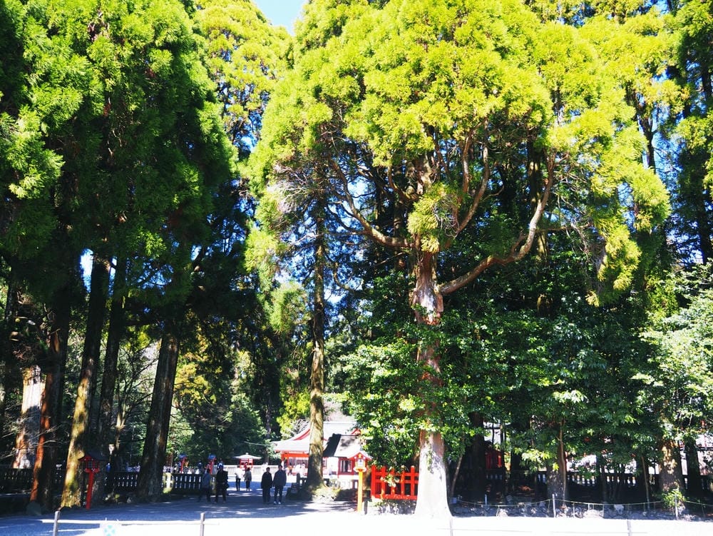 【鹿兒島 | 霧島神宮、神話之里公園】森林裡穿和服,參拜南九 【鹿兒島 | 霧島神宮、神話之里公園】森林裡穿和服,參拜南九