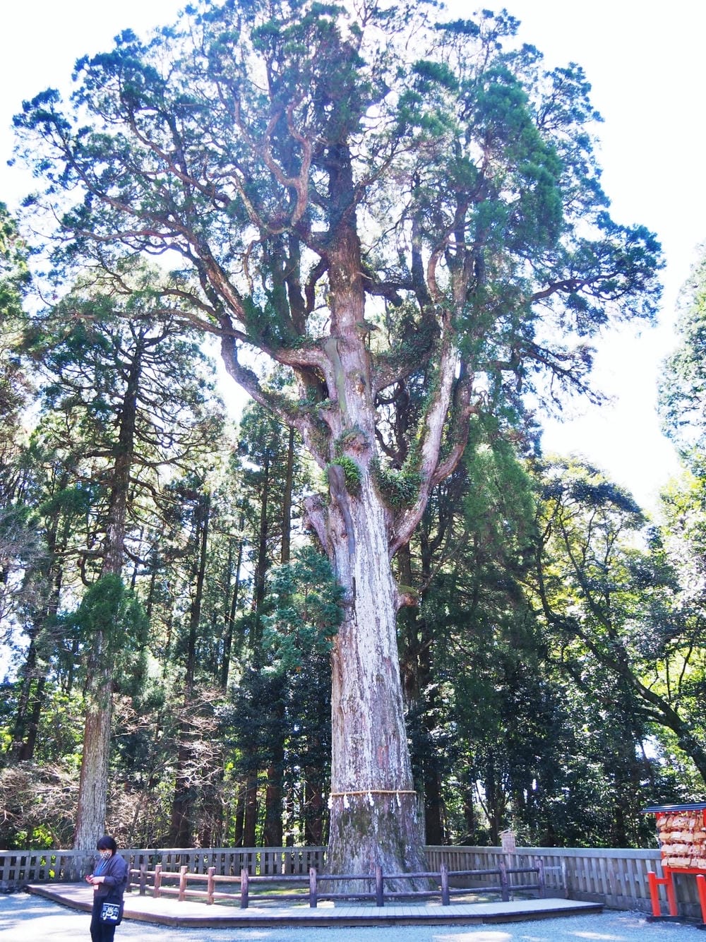 【鹿兒島 | 霧島神宮、神話之里公園】森林裡穿和服,參拜南九 【鹿兒島 | 霧島神宮、神話之里公園】森林裡穿和服,參拜南九