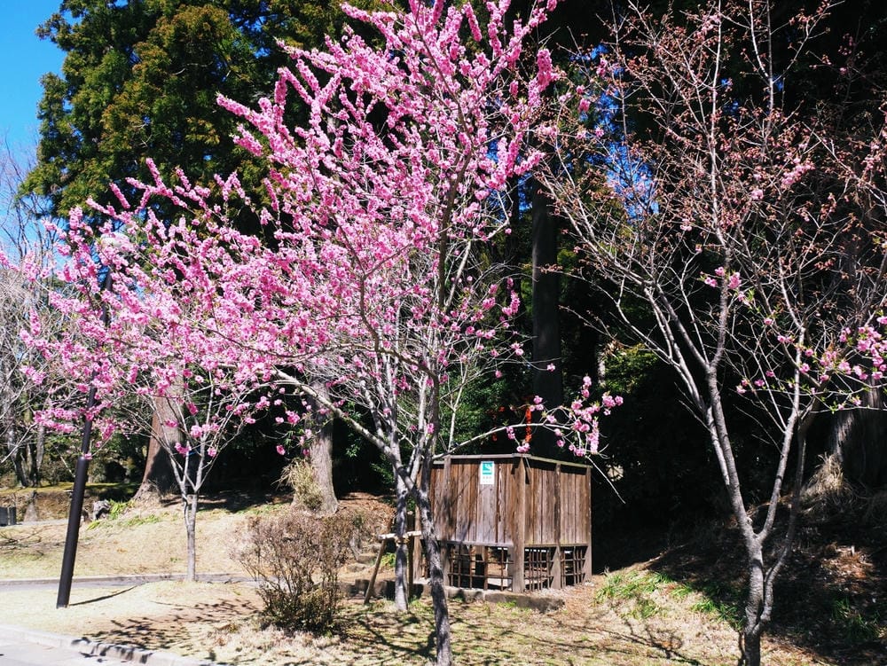 【鹿兒島 | 霧島神宮、神話之里公園】森林裡穿和服,參拜南九 【鹿兒島 | 霧島神宮、神話之里公園】森林裡穿和服,參拜南九