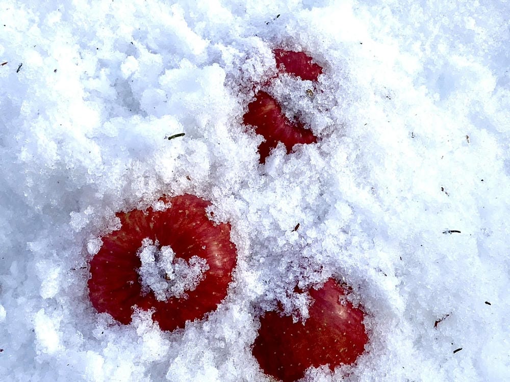 【群馬縣 | 沼田市】玉原滑雪場X 日本第一天狗:關東近郊一 【群馬縣 | 沼田市】玉原滑雪場X 日本第一天狗:關東近郊一