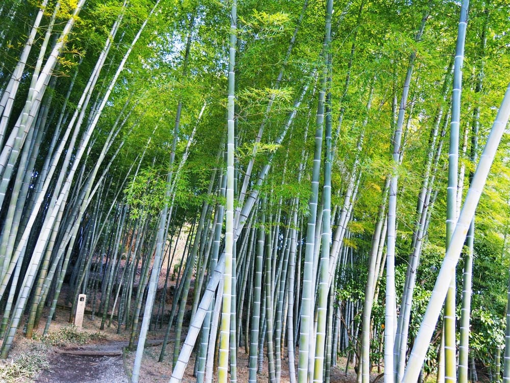 【神奈川縣 | 小田原】杉本博司X江之浦測候所:人生集大成之 【神奈川縣 | 小田原】杉本博司X江之浦測候所:人生集大成之