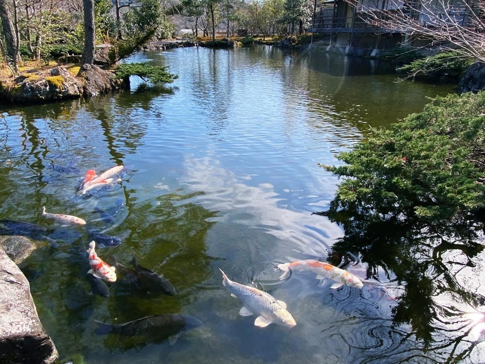 【靜岡縣 | 藤枝市】真茶園,喝杯第一茶師的精選之作,玉露之 【靜岡縣 | 藤枝市】真茶園,喝杯第一茶師的精選之作,玉露之