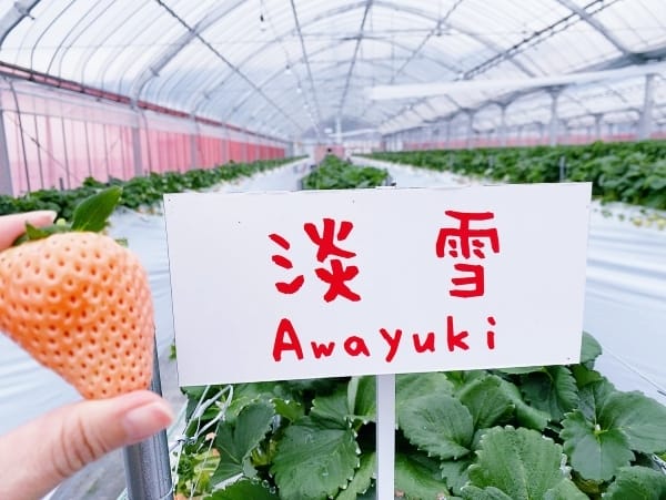 【福岡縣 | 久留米】夢幻七大草莓一次採收,極品草莓甜點甜入 【福岡縣 | 久留米】夢幻七大草莓一次採收,極品草莓甜點甜入
