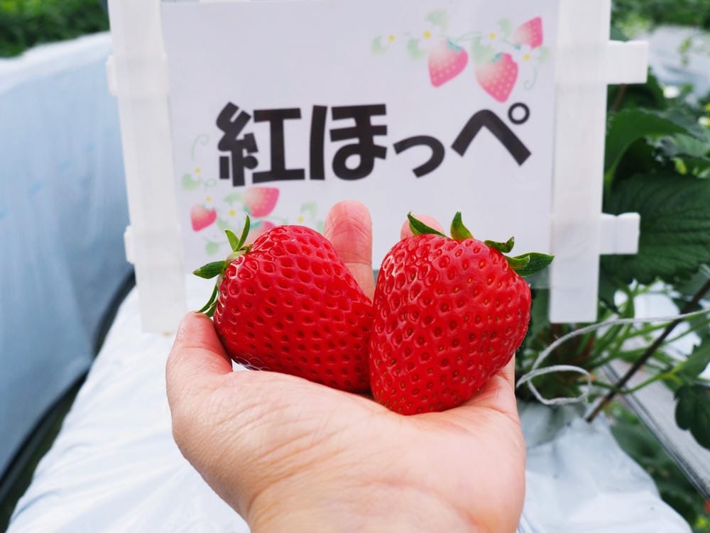 【福岡縣 | 久留米】夢幻七大草莓一次採收,極品草莓甜點甜入 【福岡縣 | 久留米】夢幻七大草莓一次採收,極品草莓甜點甜入