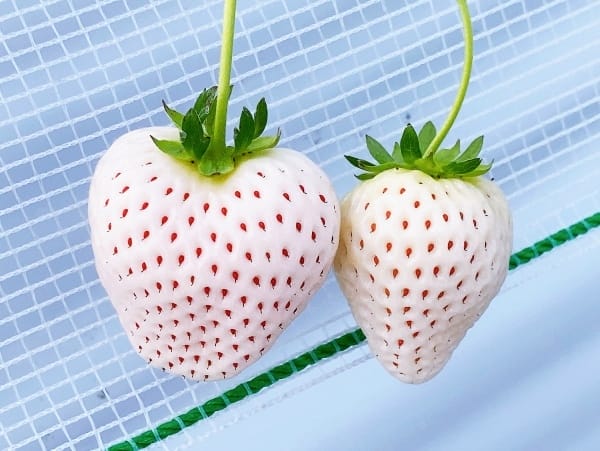 【福岡縣 | 久留米】夢幻七大草莓一次採收,極品草莓甜點甜入 【福岡縣 | 久留米】夢幻七大草莓一次採收,極品草莓甜點甜入