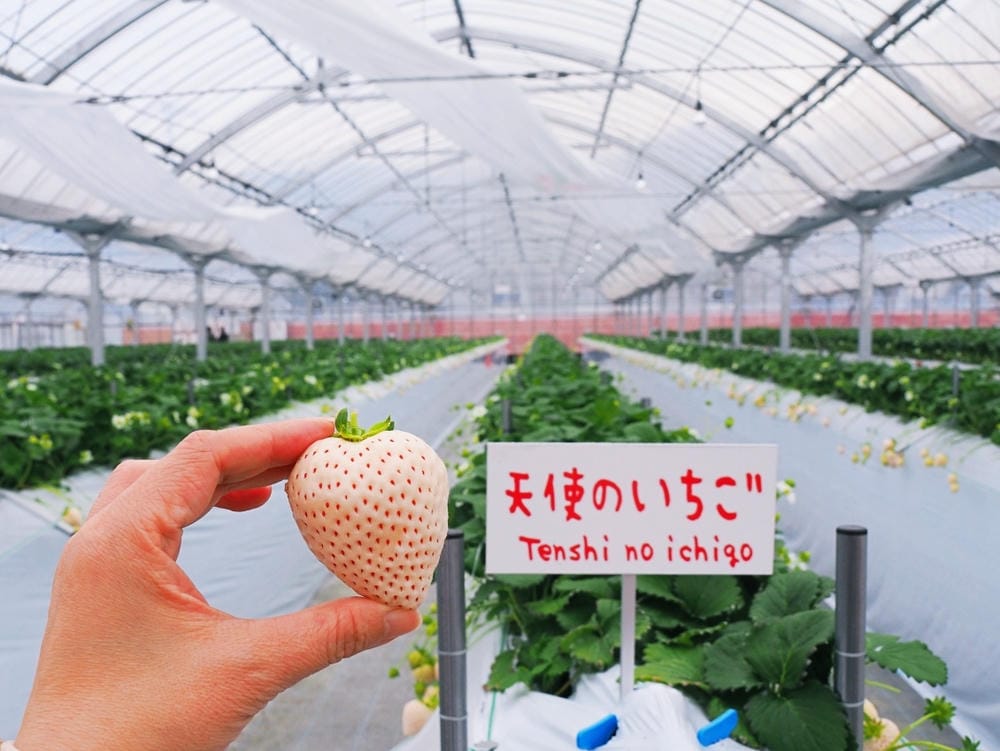 【福岡縣 | 久留米】夢幻七大草莓一次採收,極品草莓甜點甜入 【福岡縣 | 久留米】夢幻七大草莓一次採收,極品草莓甜點甜入